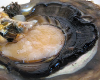 Perlens f&oslash;dsel. Cortez musling