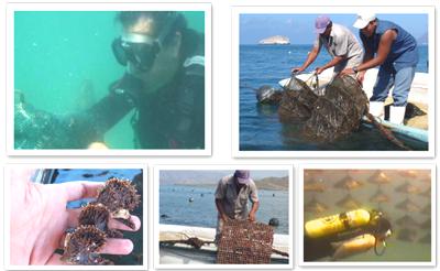 Cortez saltvandsperlefarming