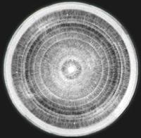 Naturperle skoret p&aring; tv&aelig;rs