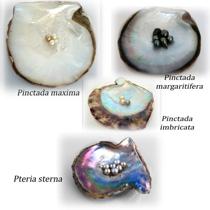 Forskellige typer saltvandsmuslinger. 