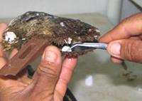 Perlemor kerne is&aelig;ttes Cortez muslingen til dyrkning af mabe perle